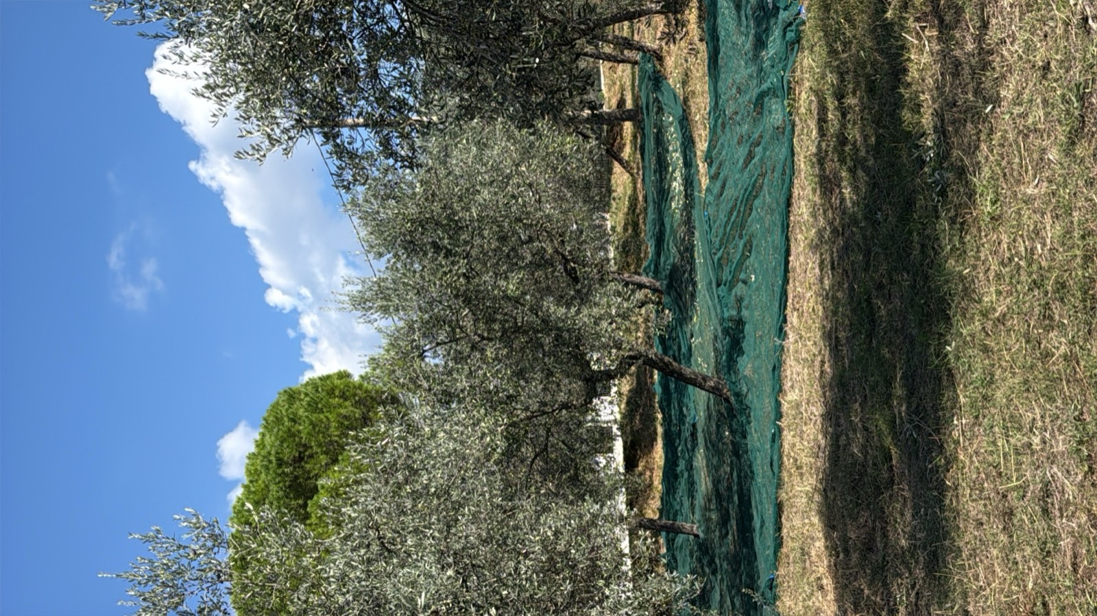 L'oliveto a Trevi con le reti stese sotto gli alberi